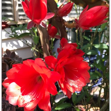 Epiphyllum ackermannii red