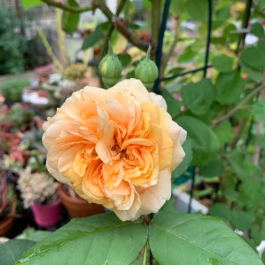 Rosa 'Ausles' syn. Rosa 'Charles Austin'