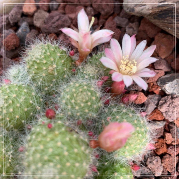 Plant image Rebutia pulvinosa subsp. albiflora syn. Rebutia albiflora, Aylostera albiflora