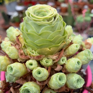 Aeonium Aureum