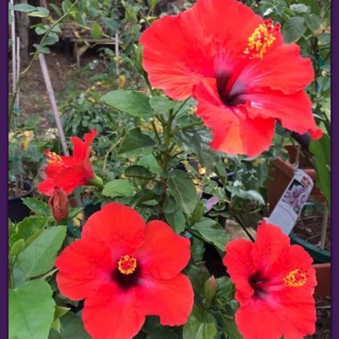 Hibiscus Rosa-sinensis 'Ruby Red'