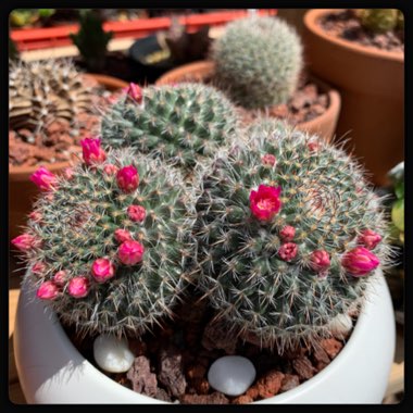 Mammillaria hahniana