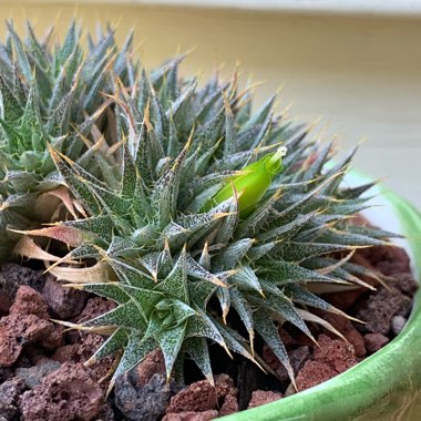 Deuterocohnia brevifolia