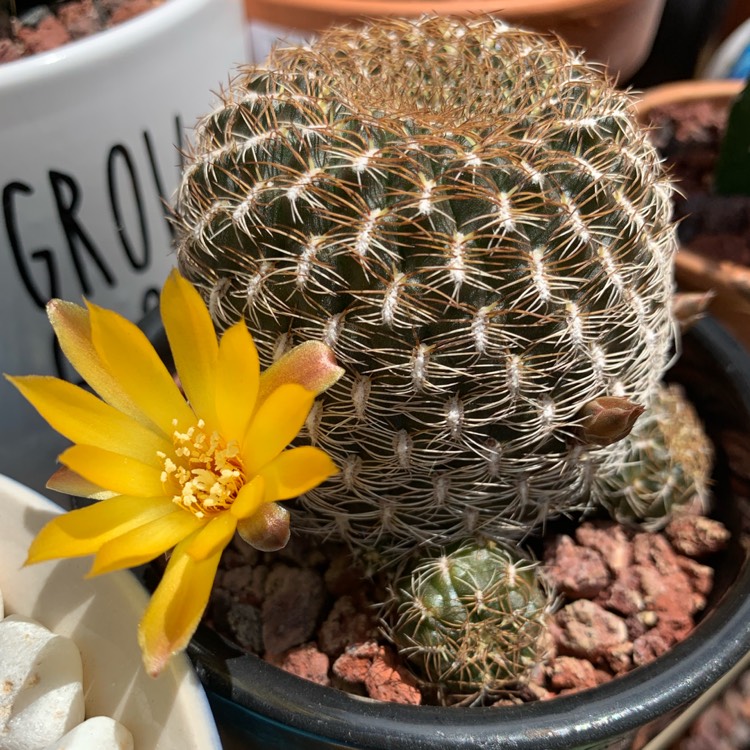 Plant image Rebutia glomeriseta syn. Sulcorebutia candiae, Rebutia candiae, Sulcorebutia arenacea var. candiae