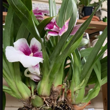 Miltoniopsis Hybrid