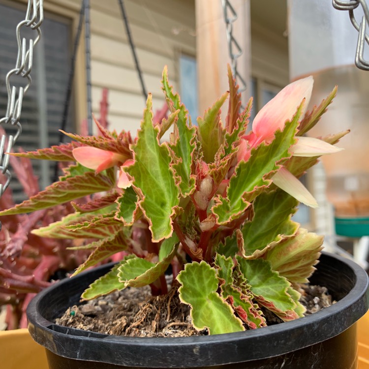 Plant image Begonia 'Angel Soft Orange' (Waterfalls Series)