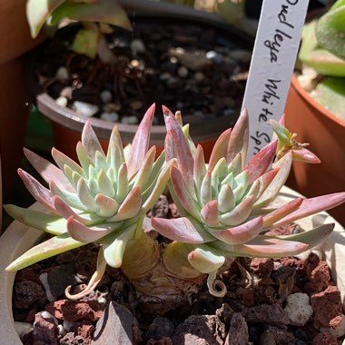 Dudleya gnoma 'White Sprite'