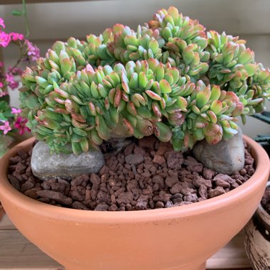 Echeveria Briar Rose Cristata