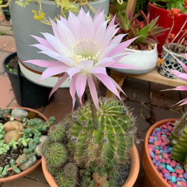 Notocactus Buiningii Syn. Parodia Buiningii