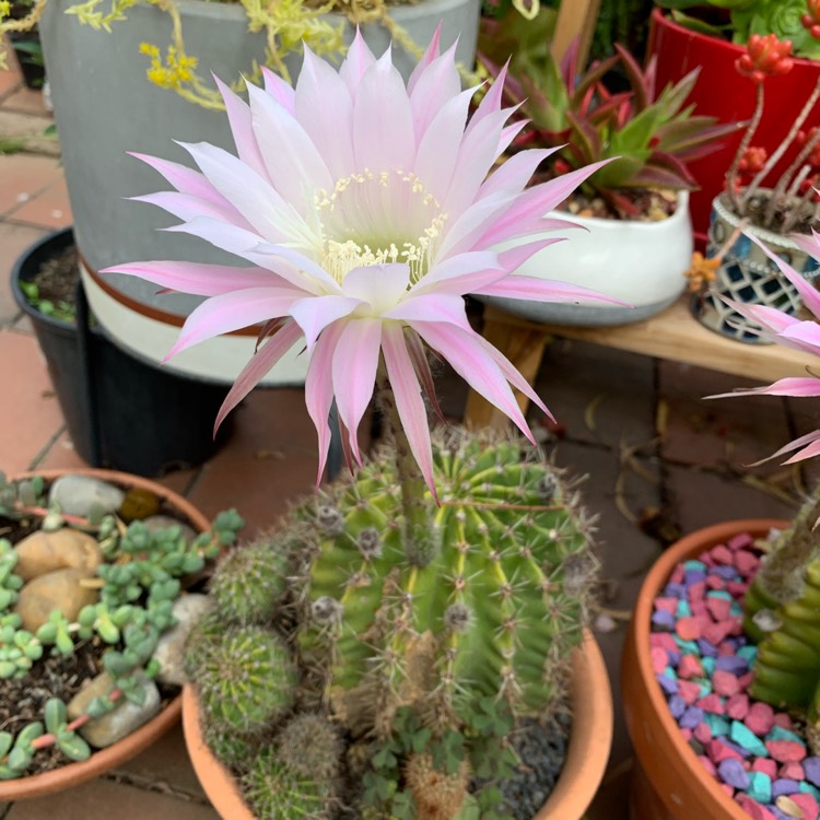 Plant image Notocactus Buiningii Syn. Parodia Buiningii