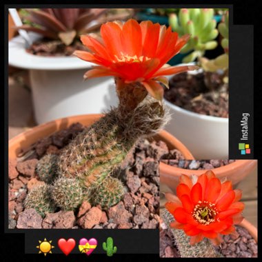 Rebutia heliosa var. cajasensis