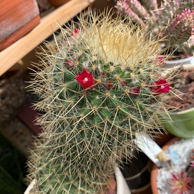 Mammillaria pringlei