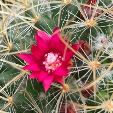 Mammillaria pringlei