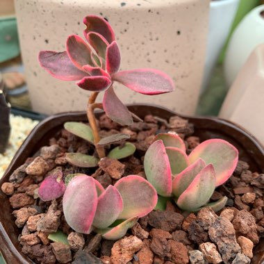 Crassula Atropurpurea var. Atropurpurea