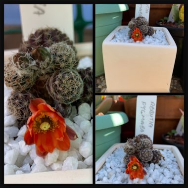 Rebutia pygmaea 'Roseabliflora' syn. Rebutia rosealbiflora, Mediolobivia rosealbiflora