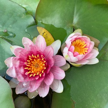 Nymphaea