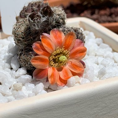 Rebutia pygmaea 'Roseabliflora' syn. Rebutia rosealbiflora, Mediolobivia rosealbiflora