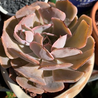 Echeveria Shaviana Truffles