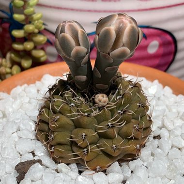 Gymnocalycium quehlianum