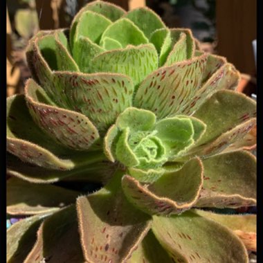 Aeonium Smithii Hybrid