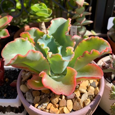 Echeveria Blue Butterfly