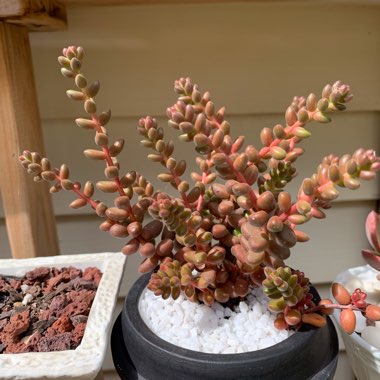 Sedum Stahlii