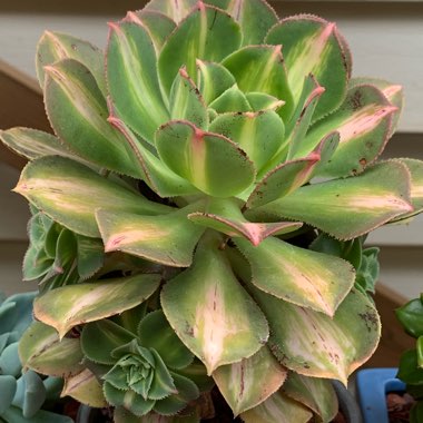 Aeonium Starburst