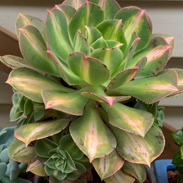 Plant image Aeonium Starburst