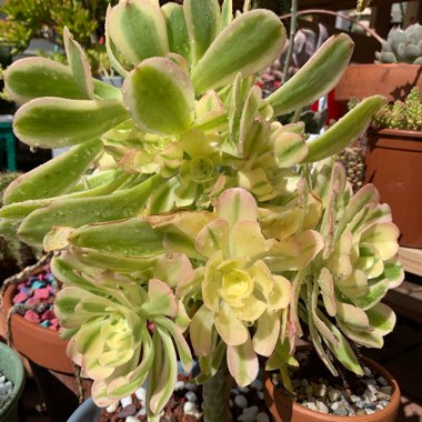 Aeonium Arboreum Albovariegatum