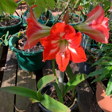 Hippeastrum (Sonatini Group) 'Red Rascal'