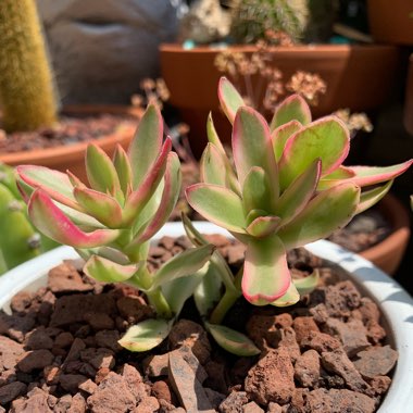 Crassula nudicaulis var platyphylla 'Burgundy'