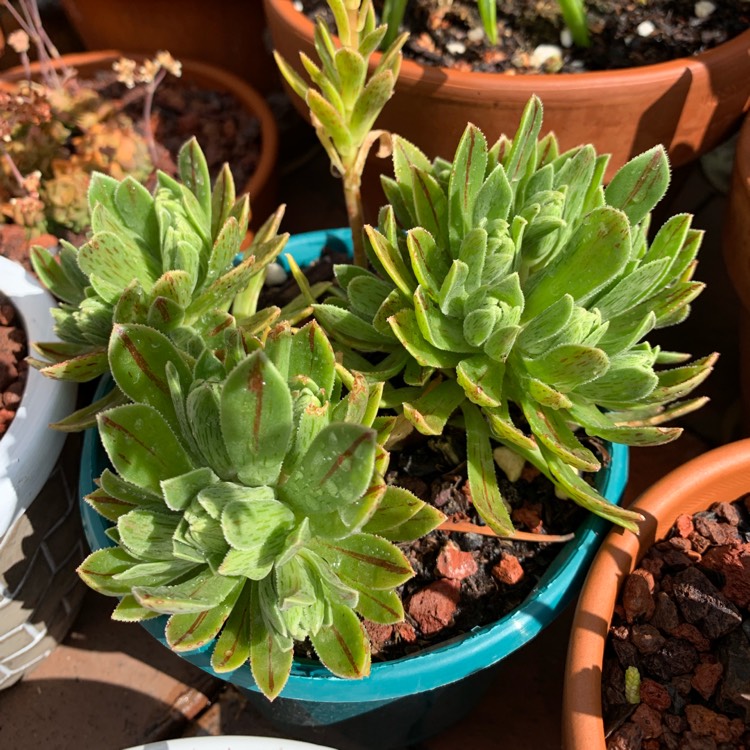 Plant image Aeonium simsii