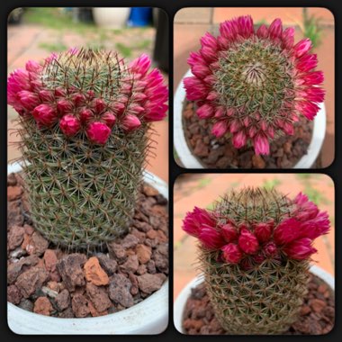 Mammillaria matudae