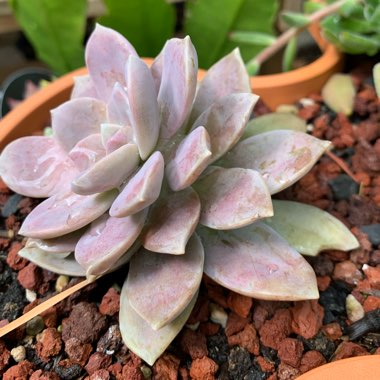 Graptopetalum Superbum