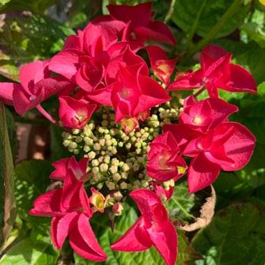 Hydrangea macrophylla 'Kardinal'