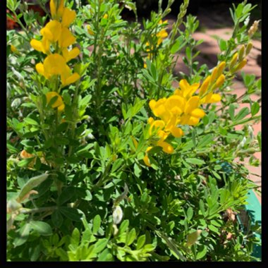 Cytisus racemosus syn. Genista racemosa