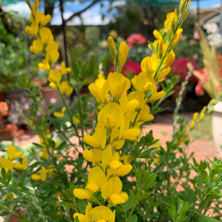 Plant image Cytisus racemosus syn. Genista racemosa