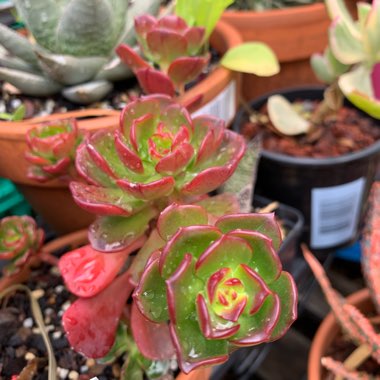 Echeveria Multicaulis