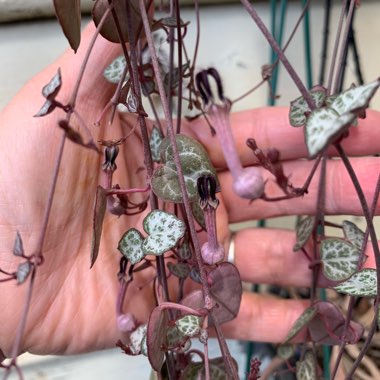 Ceropegia linearis subsp. Woodii