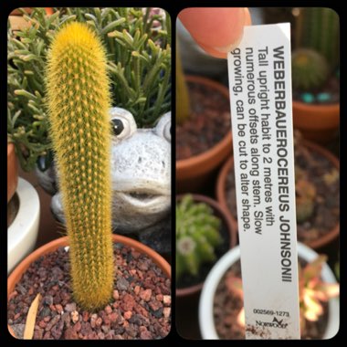 Weberbauerocereus johnsonii