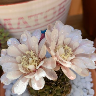 Gymnocalycium quehlianum