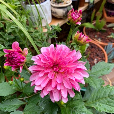 Dahlia 'Cadena'