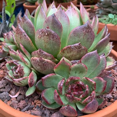 Echeveria Agavoides Blood Maria