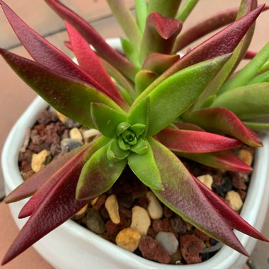 Crassula capitella subsp. thyrisflora 'Red Pagoda'