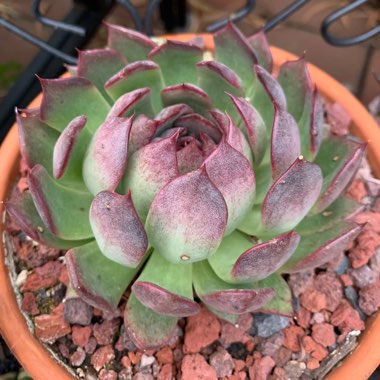 Echeveria Nightfall