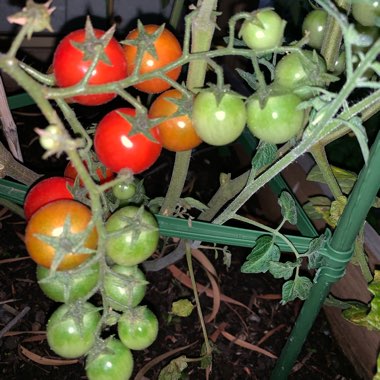 Solanum Lycopersicum var. cerasiforme 'Sweet Aperitif'