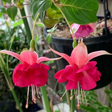 Fuchsia 'Garden News'