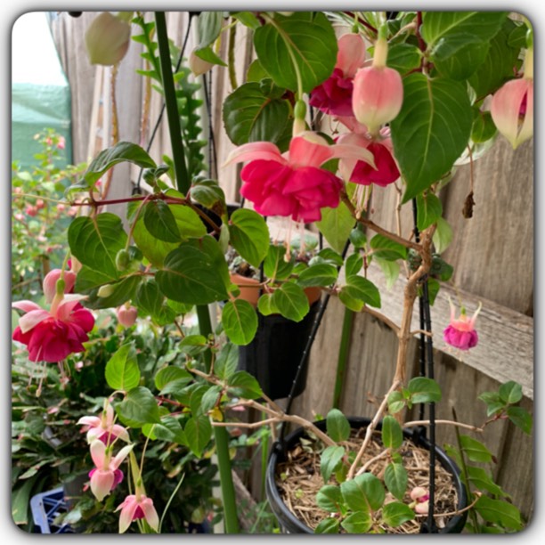 Plant image Fuchsia 'Garden News'