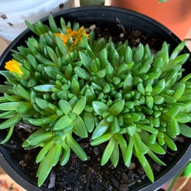 Delosperma Congestum