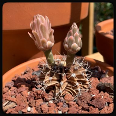 Gymnocalycium mihanovichii